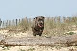 CANE CORSO 217